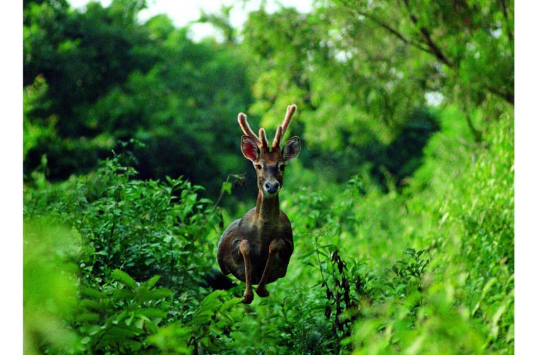Deer running through forest