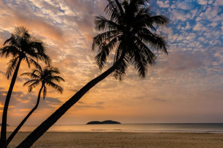 Palm trees on beach at sunset