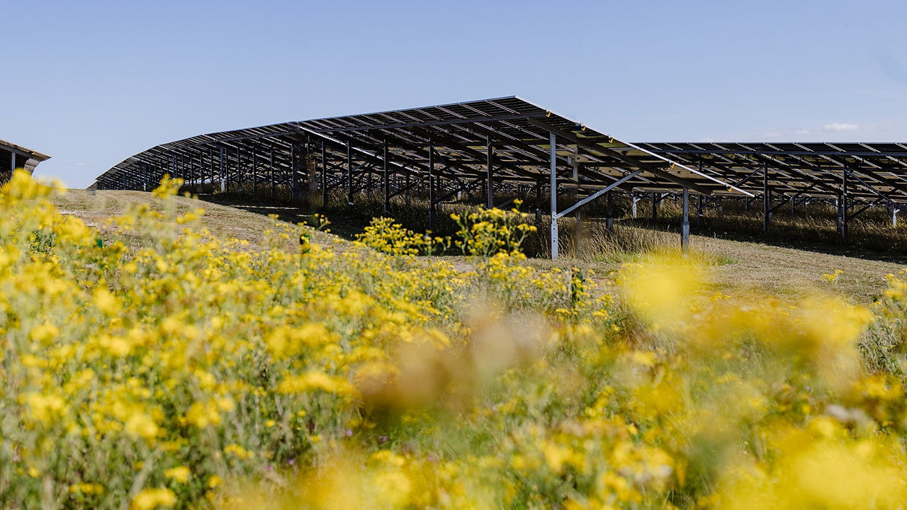 Jaguar Land Rover is planting native wildflowers and pollinators under and around photovoltaic panels to promote biodiversity