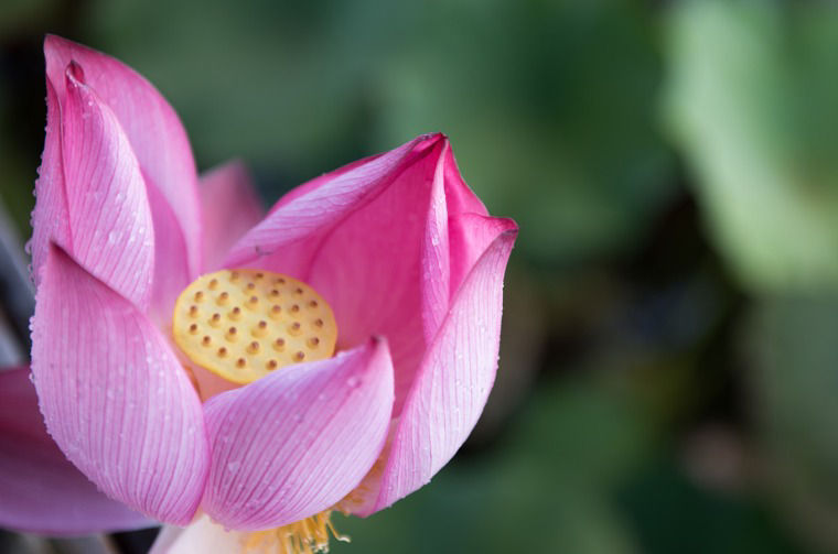 Lotus Flower