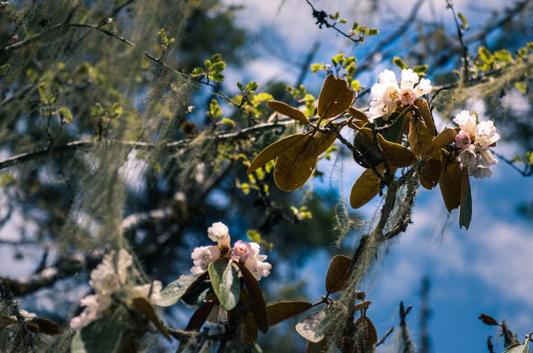 Close up of flowers