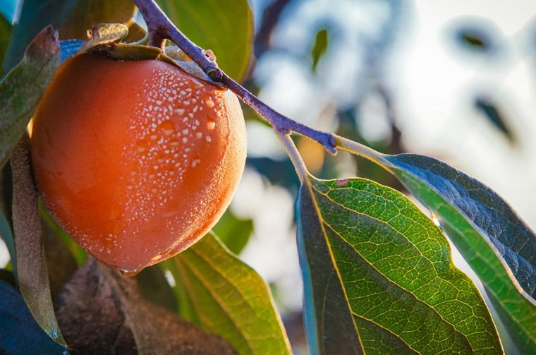 Close up of persimmon
