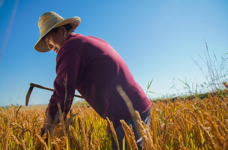 Man in grain field