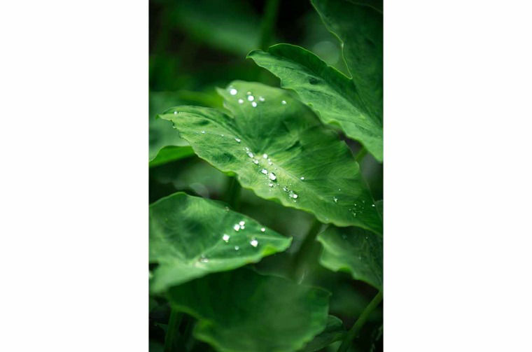 Close up of leaf