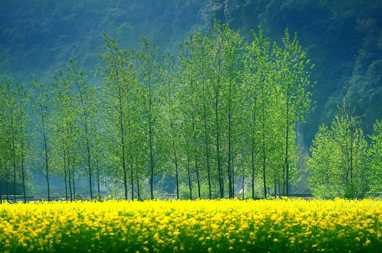 Landscape with trees