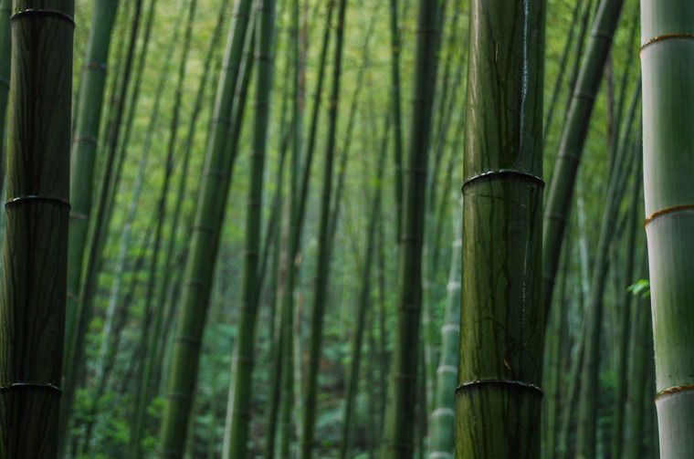 Bamboo forest