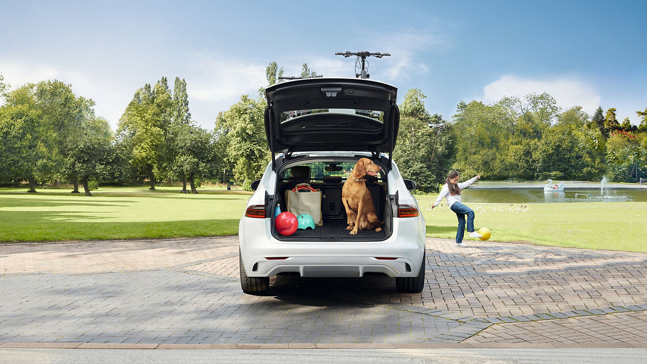 Dog sitting in the trunk of X260 parked in a park